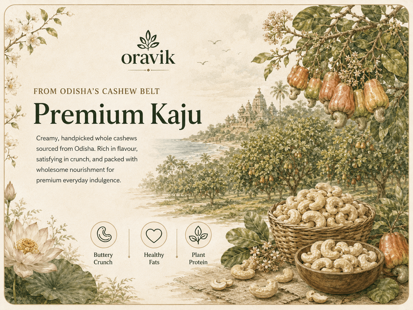 Premium cashews sourced from Odisha